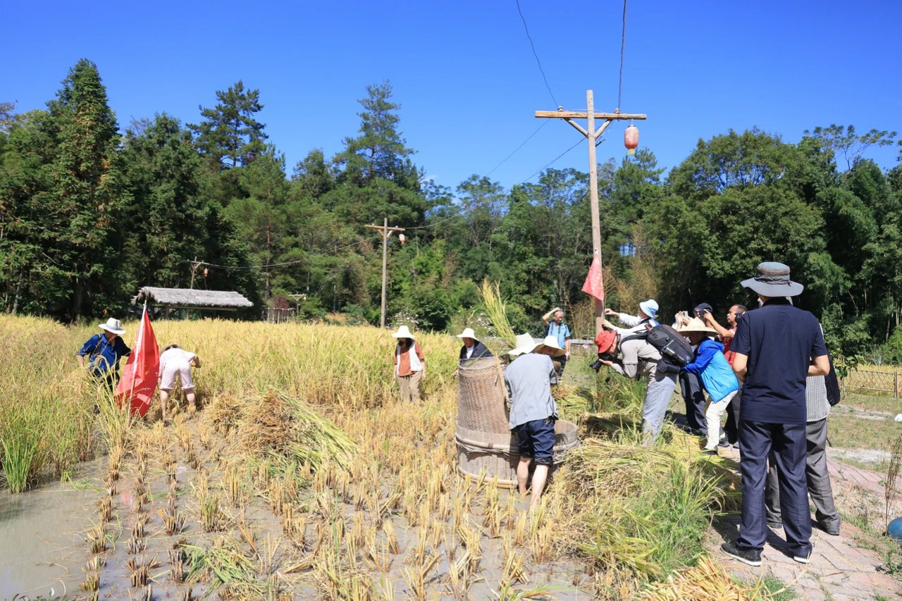 遊客們在農莊體驗收割稻穀。何麗 圖
