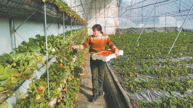 在張家口市蔚縣桑治家莊鎮石荒村草莓大棚內，村民正在採摘草莓。河北日報通訊員 王鵬攝