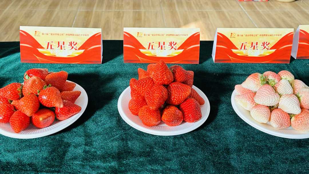 “北京草莓之星”评选的“五星奖”草莓品种。 北京市昌平区供图