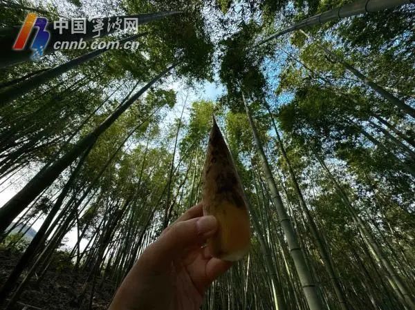 啥时候入春 04d2-bc96e714c6940ad14efcbb042bd10db0.jpg