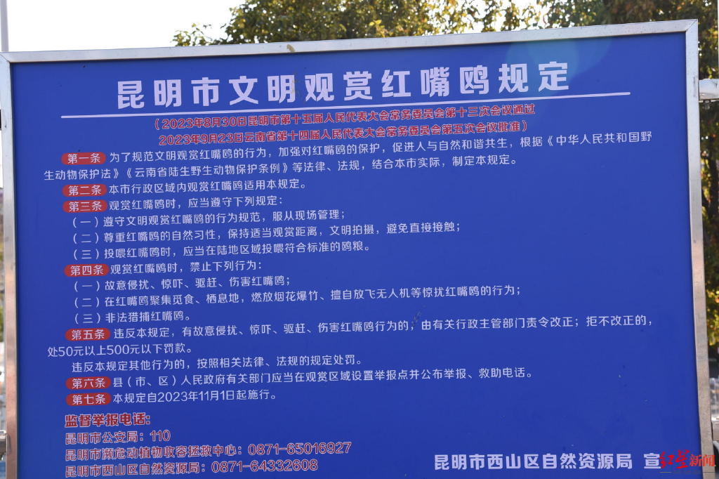 ▲《昆明市文明观赏红嘴鸥规定》公示牌。 红星新闻记者 刘木木 摄