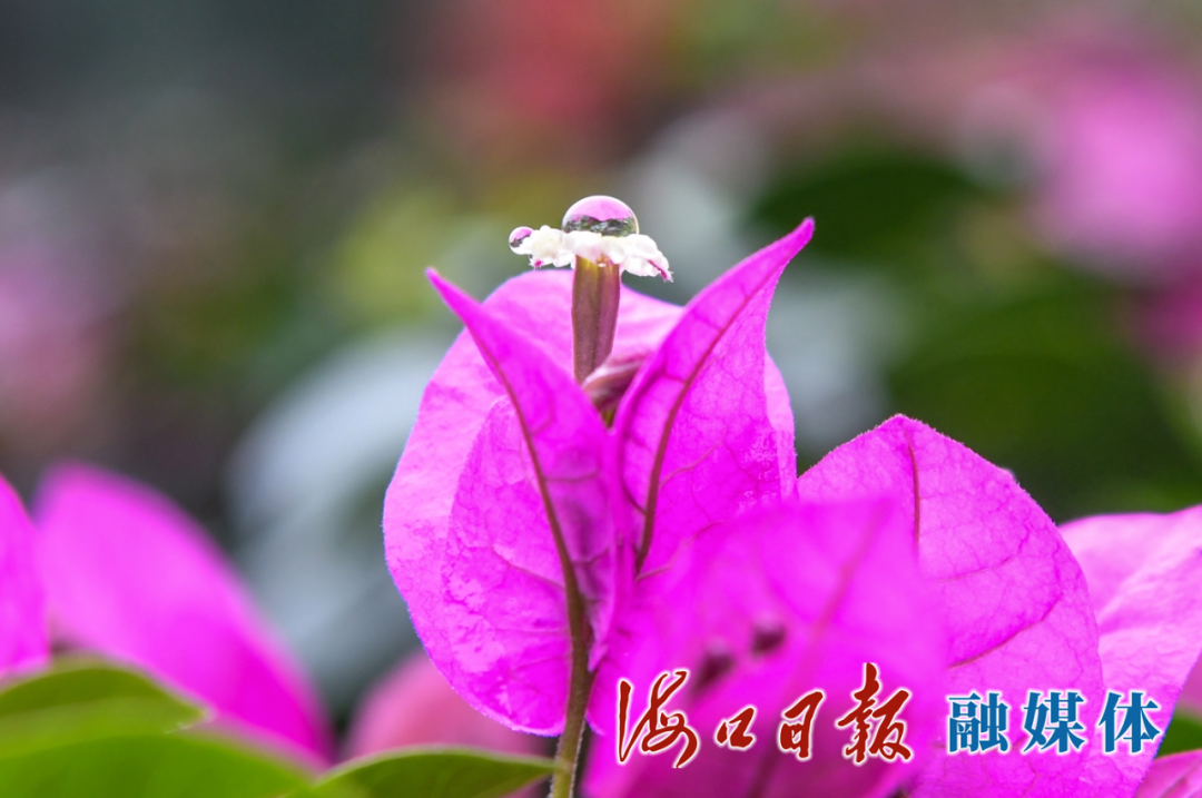 美丽的三角梅花蕊。海口日报融媒体记者 杨鹤 摄
