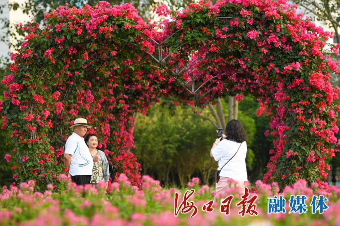 2月13日,在海口万绿园内,心形造型三角梅花吸引市民游客拍照留念。海口日报融媒体记者 杨鹤 摄