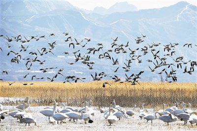 圖為3月7日的官廳水庫國家濕地公園，鳥兒在空中飛舞。新華社記者 黃曉勇攝