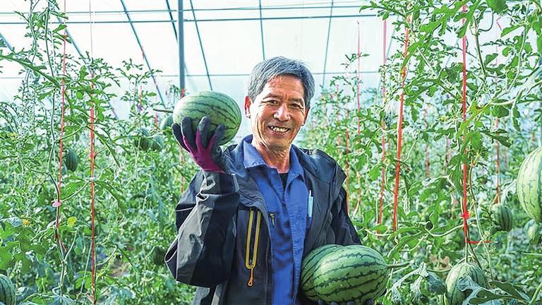 秦川现代农业产业园里工人正在采摘成熟的西瓜。 记者罗晋业 摄