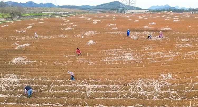 {}广西柳城：180亩地种蔗收入超50多万|印度马邦产糖超千万吨产糖率10.14%,第2张