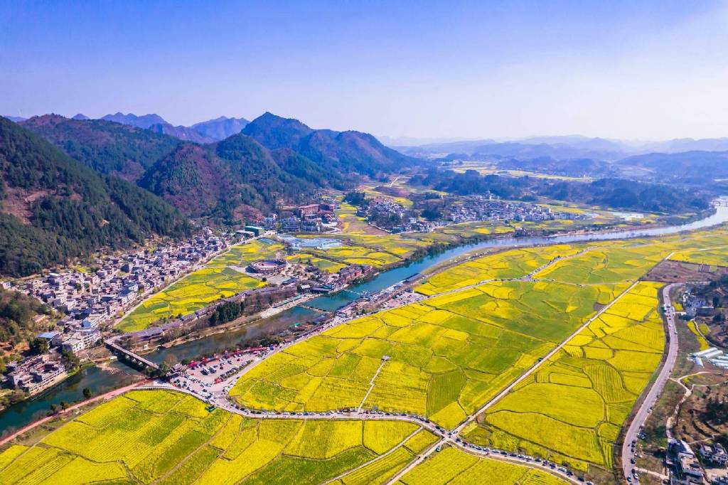 满目金黄，这里的油菜花已经开好啦