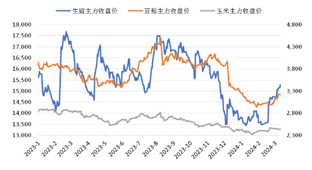 生猪反弹之后，产业链中的玉米和豆粕何去何从？