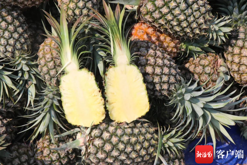 凤梨要怎么种植 8868-1b52893855983182104fe03d6acacb08.png