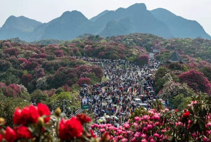 景区游人如织(图源/百里杜鹃)