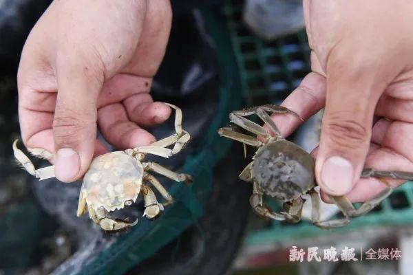 △ 白玉蟹和普通大闸蟹