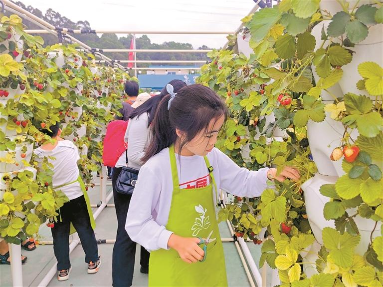 孩子们在南湾百合花溪谷农业科普基地采摘无土培植的草莓。(受访者供图)