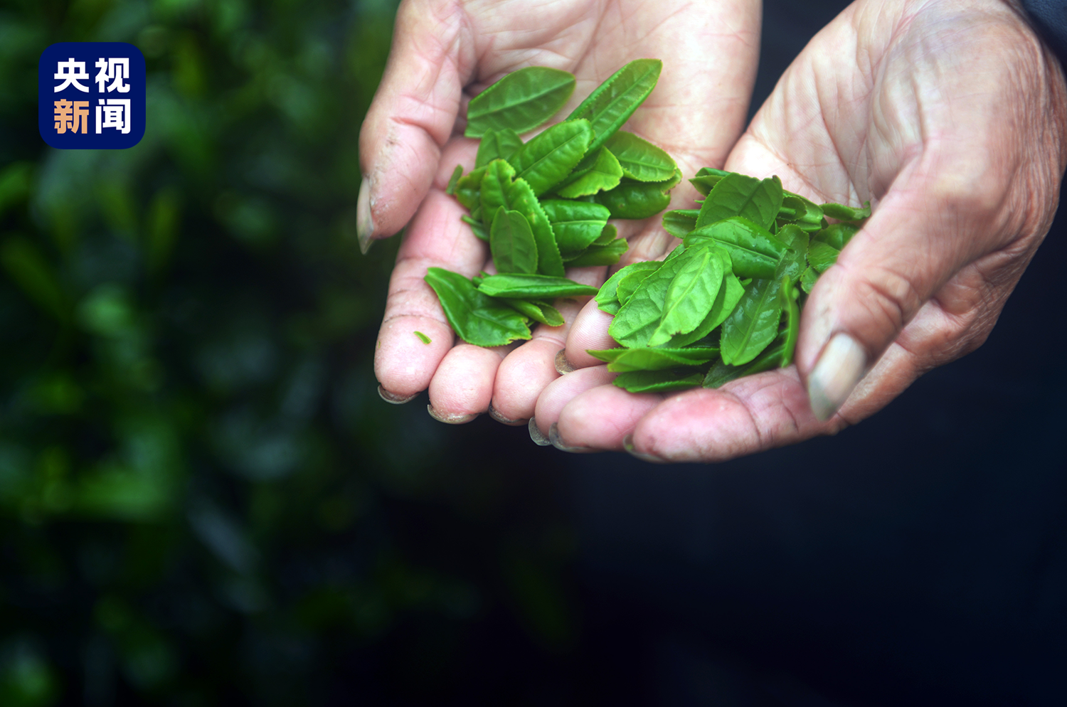 六安瓜片是哪个县产的 8a0f-8cdf2b4cc2d3af894a95603b0ff0186b.png