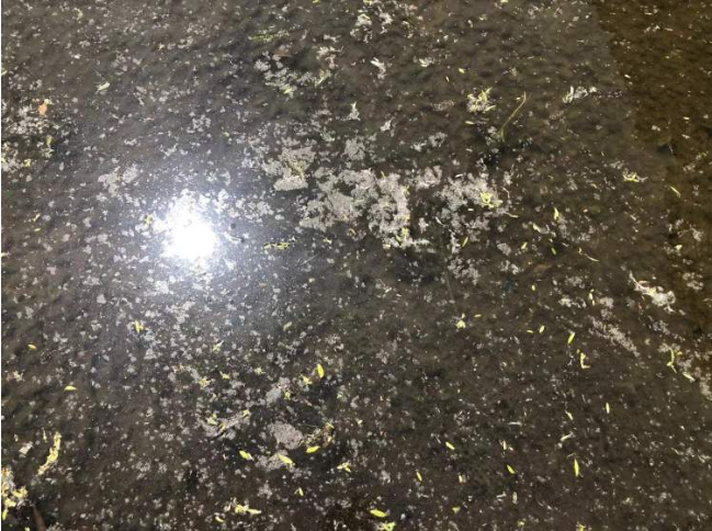岸边柳树，河面一层“白雪”