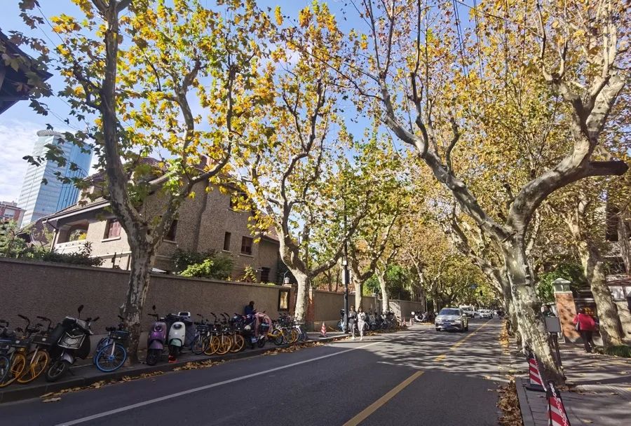 黄浦区思南路（复兴中路至建国中路），沪上知名的悬铃木景观道。陈玺撼摄