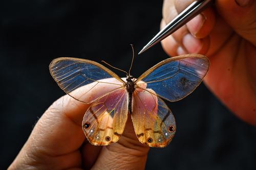 ▲4月10日，重慶高新區虎溪街道師大苑小區，唐安科正在製作蝴蝶標本。首席記者 龍帆 攝