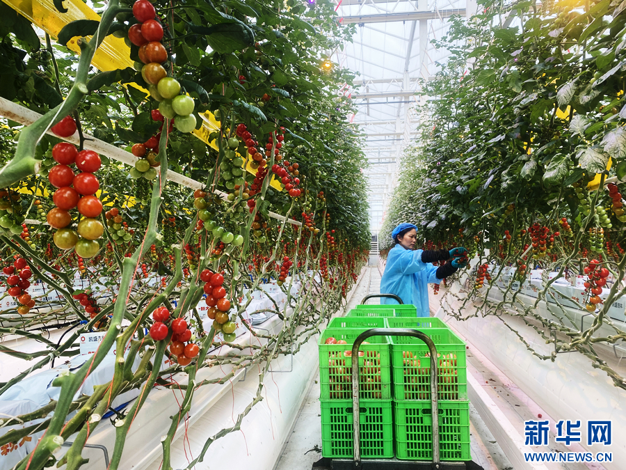   海螺智慧農業車間生產的番茄。（弋江區委宣傳部供圖）