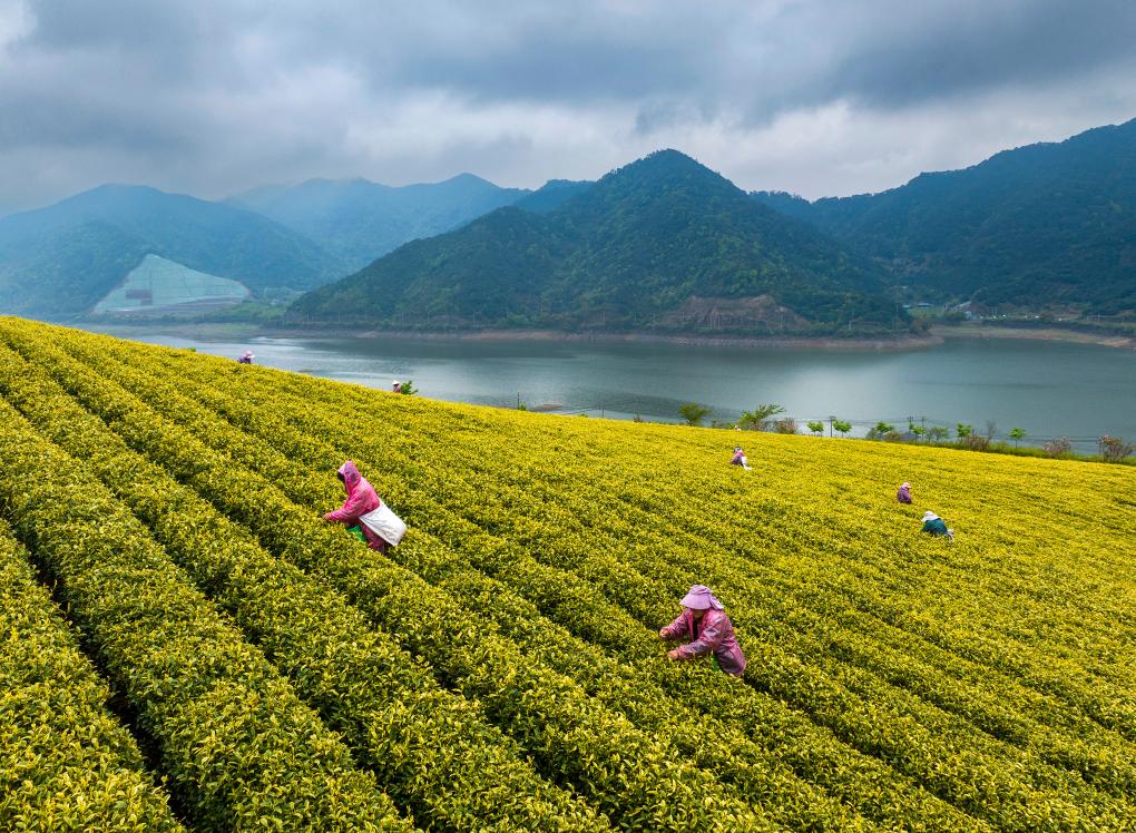   4月7日，茶農在浙江省寧波市鄞州區橫溪茶園採茶（無人機照片）。新華社發（胡學軍攝）