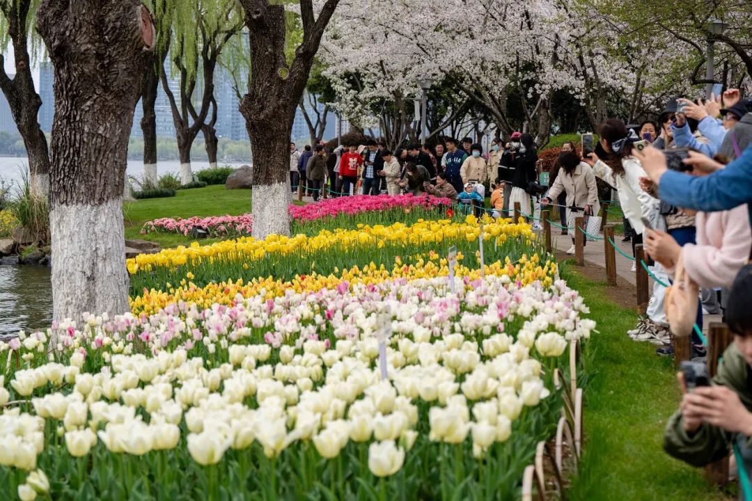 紹興瓜渚湖公園各色鮮花盛開，絢麗鬱金香與爛漫白櫻相互映襯 圖源：視覺中國