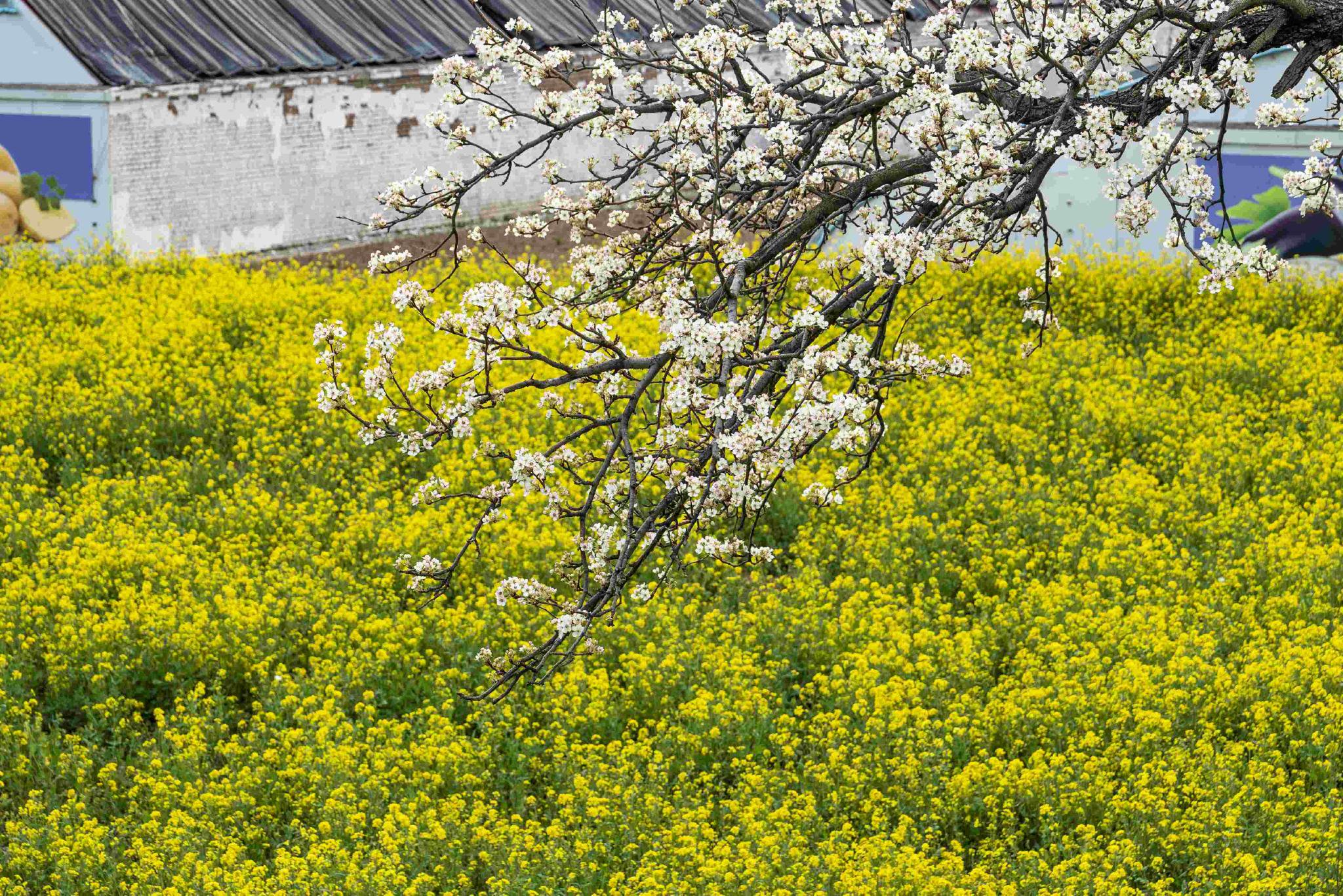 春花掩映下的釜山村。人民網 盧鵬宇攝