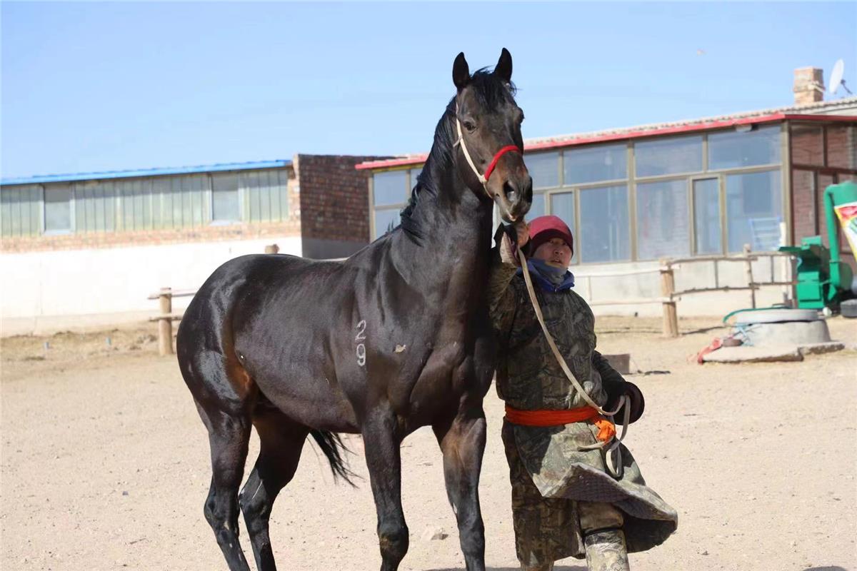 阿拉德格爾朝格圖努力學習馬產業相關知識。