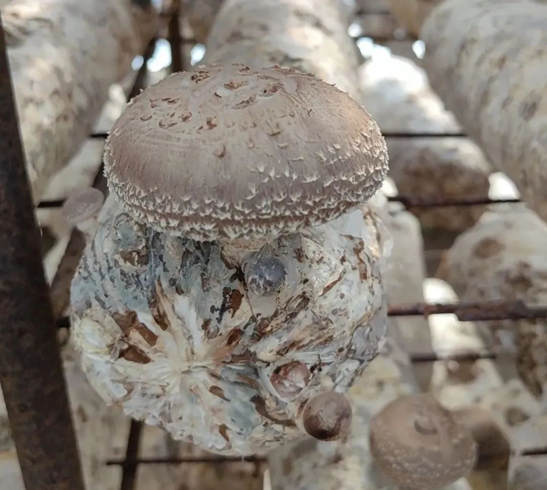 蘑菇种植技术教学 4293-9bea5353491f6962e452029cce6e7a32.jpg