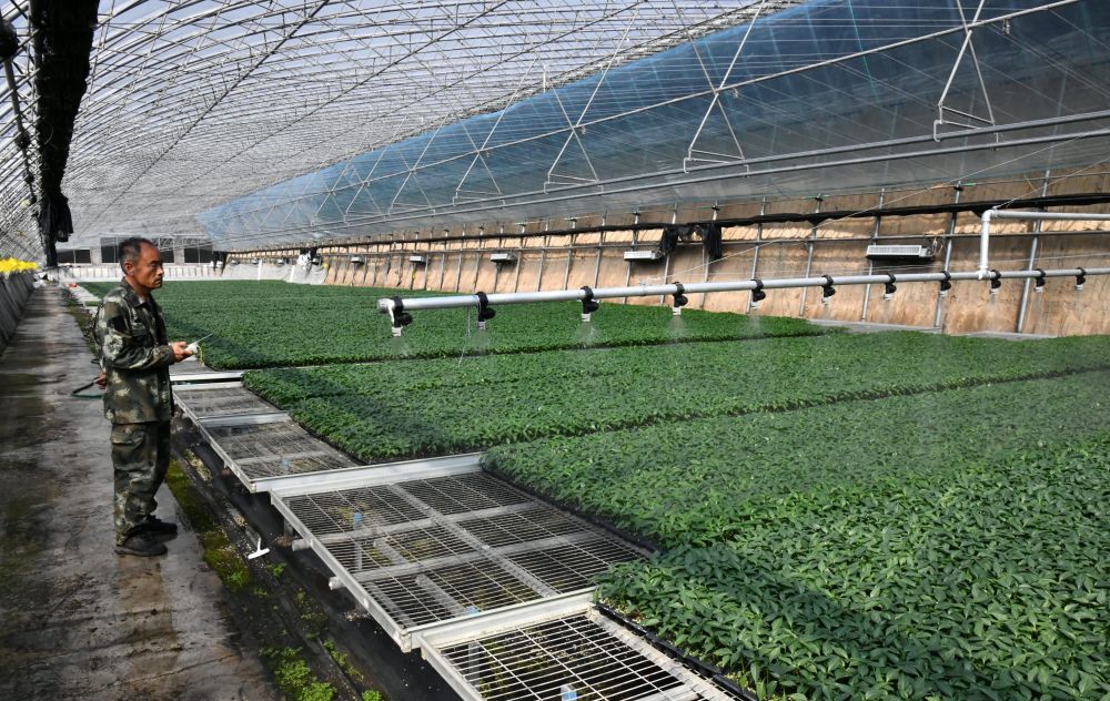 山東省淄博市臨淄區皇城鎮的一家育苗基地,工作人員操作噴灌設備為幼苗澆水(2024年3月15日攝)。新華社記者 徐速繪 攝