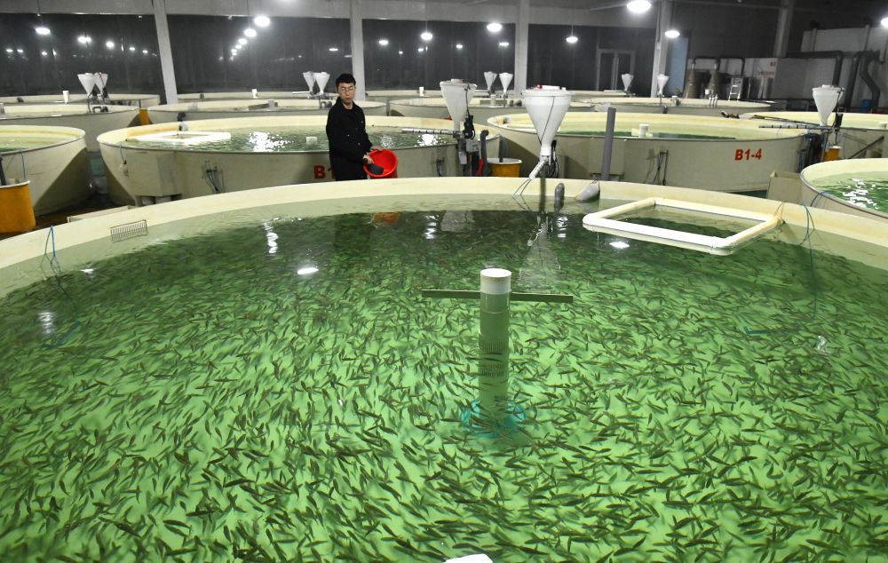   山東省微山縣微山湖現代漁業產業園的魚苗育種場，工作人員在培育魚苗（2024年3月13日攝）。新華社記者 徐速繪 攝