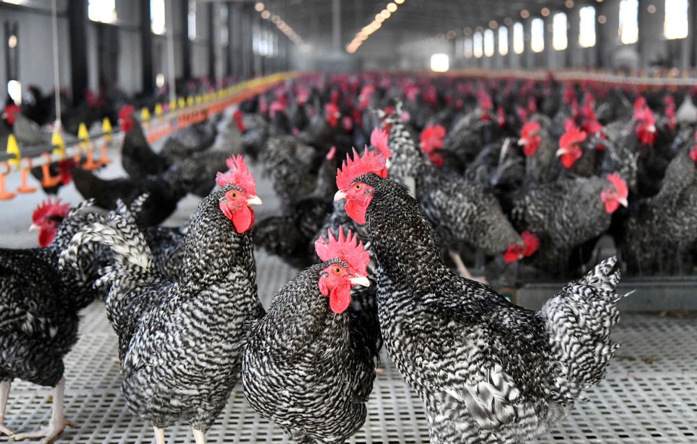   位於山東省汶上縣的山東金秋農牧科技股份有限公司養殖場內飼養的蘆花雞（2024年3月12日攝）。新華社記者 徐速繪 攝