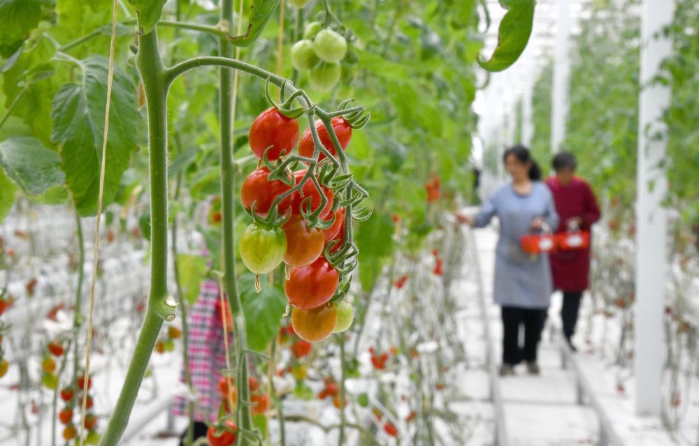   山東省濟寧市兗州區，智能溫室大棚里西紅柿進入成熟期（2024年3月13日攝）。新華社記者 徐速繪 攝