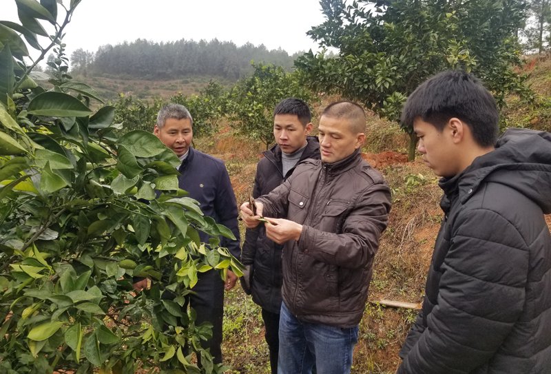 鍾宏權手把手指導農戶種植臍橙。受訪者供圖