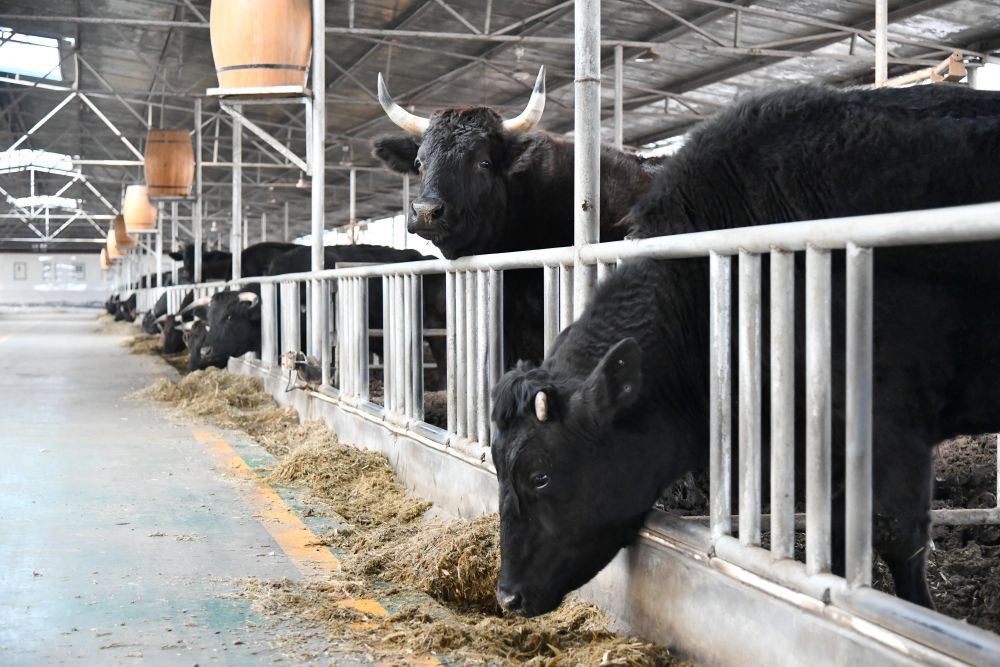   位於山東省淄博市高青縣的山東紐瀾地何牛食品有限公司養殖場內的黑牛（2024年3月14日攝）。新華社記者 徐速繪 攝
