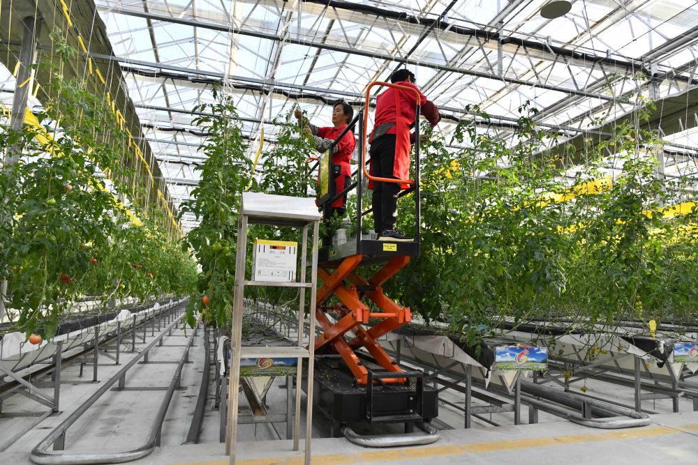 山東省濰坊市寒亭區,蔬菜種植戶在智能溫室大棚里進行春季管護作業(2024年3月19日攝)。新華社記者 徐速繪 攝