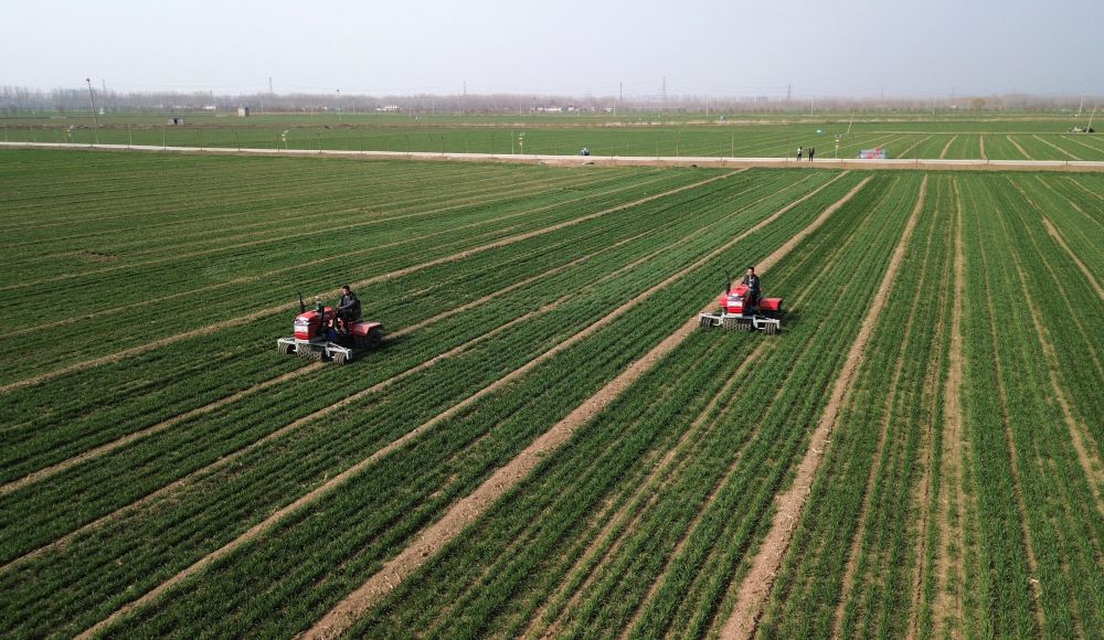   山東省汶上縣，農民駕駛農機在高標準農田里進行小麥春季管護作業（2024年3月13日攝，無人機照片）。新華社記者 徐速繪 攝