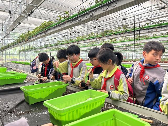 合作社承接学校劳动教育实践课程,学生们头顶上是空中草莓培养基 沈思怡/摄