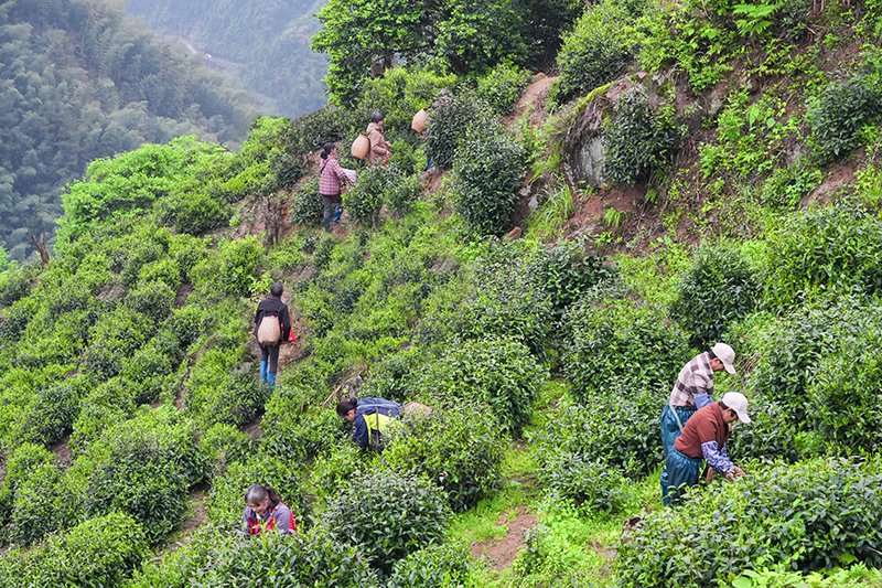 茶農搶抓春茶採摘。石道光攝