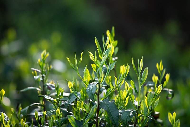 「金山時雨」茶葉。章曉璿攝