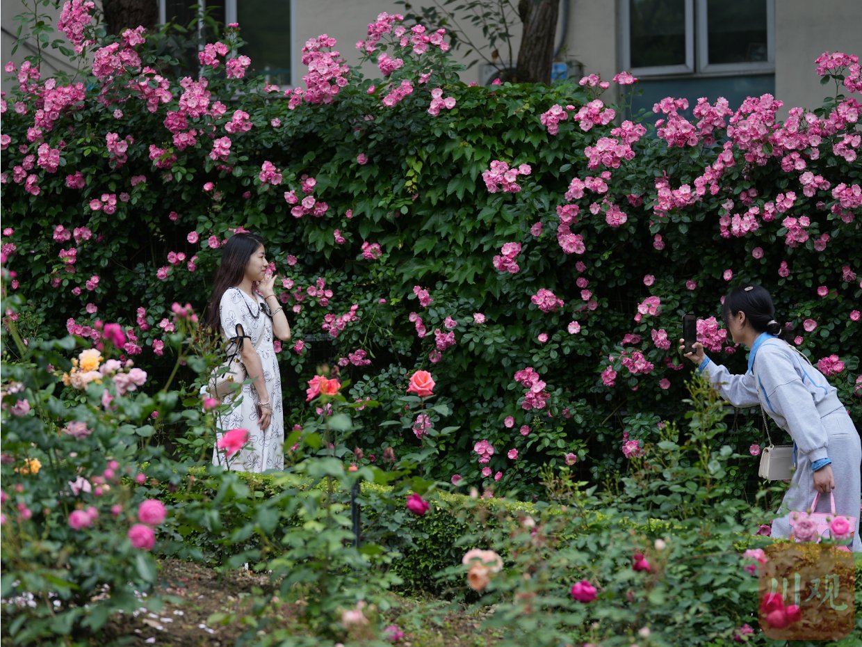 在成都市植物园内，市民与花儿亲近打卡。