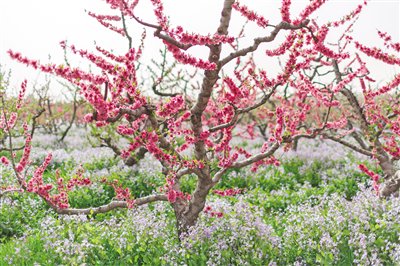 4月15日,蟠桃树林间桃花绽放,与地面上的二月兰相呼应。新京报记者 王子诚 摄
