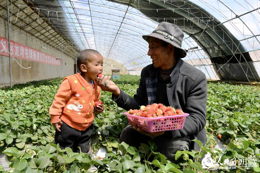 賓捷安帶著孫子在草莓大棚體驗採摘樂趣。人民日報記者 瓊達卓嘎攝