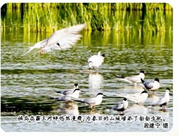候鳥在霸王河畔悠然漫舞，為春日的山城增添了勃勃生機。段建寧 攝