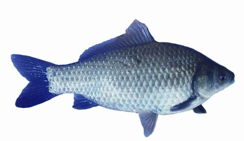 鱼肚子里的黑膜怎么快速去掉 f1e7-663218a37eb7084c129d38cbf2e4e9f3.jpg