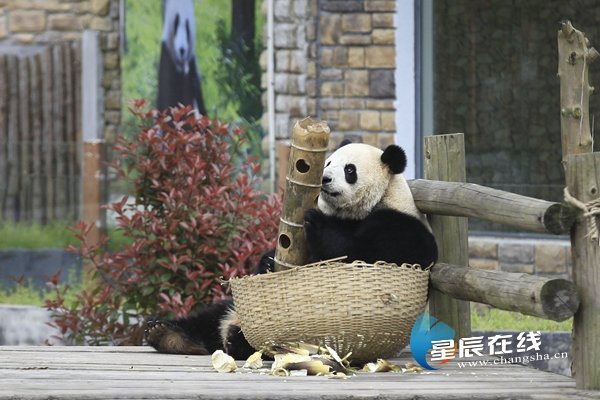 （長沙生態動物園中可愛的熊貓。）