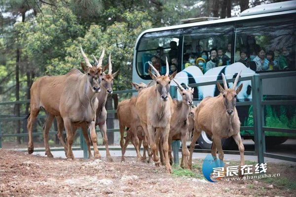 （長沙生態動物園遊覽觀光。）