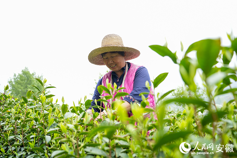大灣村村民王景枝正在茶園里採摘茶葉。人民網記者 王銳攝