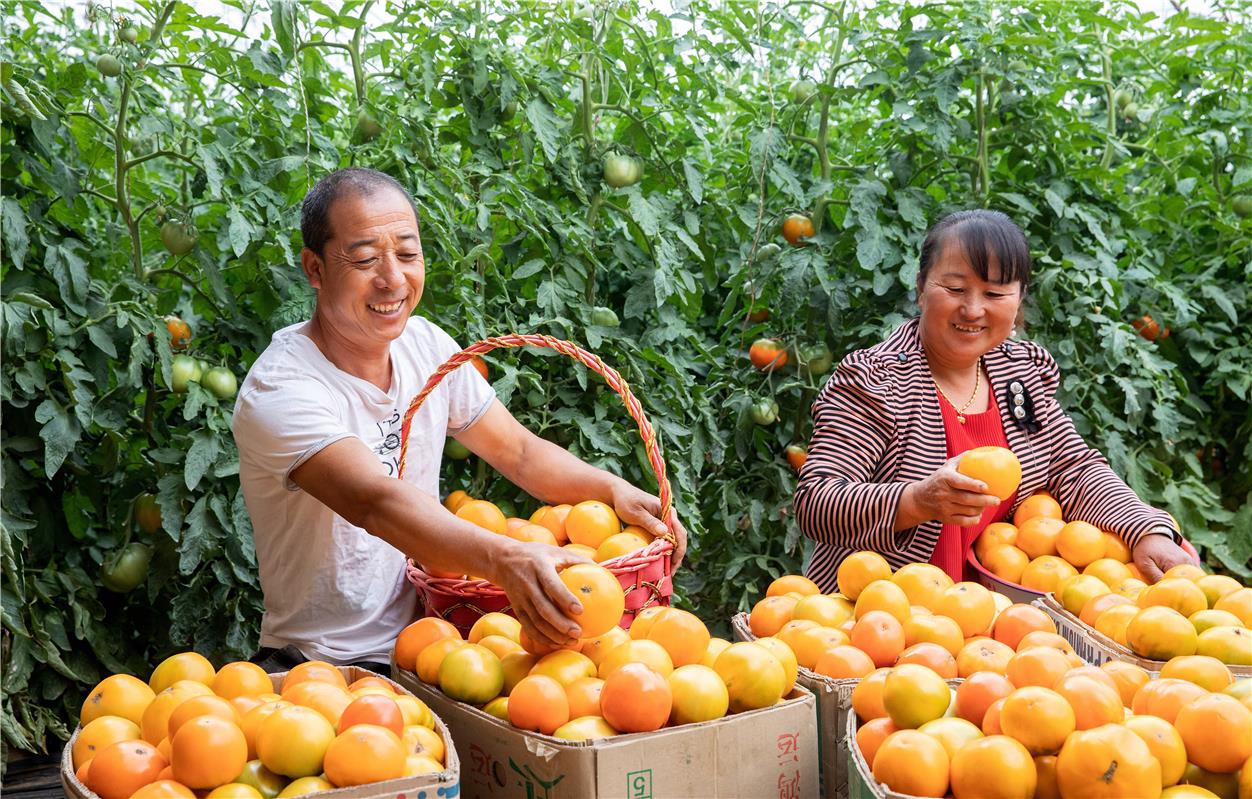 農戶種植的大棚黃柿子。