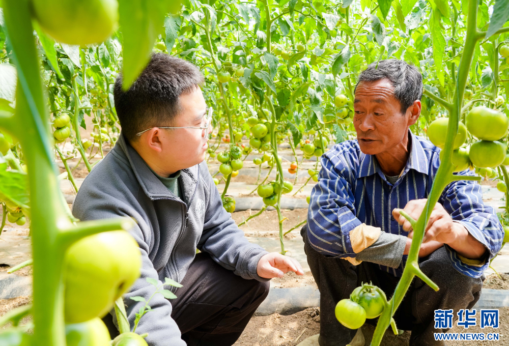 中國農業大學博士研究生王樂（左）正在指導村民進行田間管護。新華網 發（張宗昌 攝）