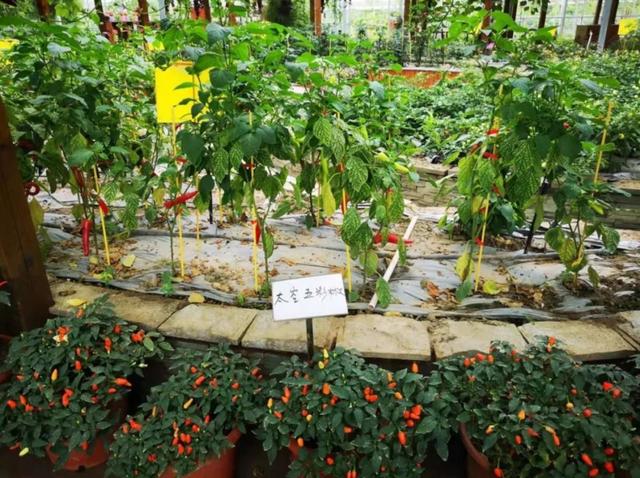 芦潮港周末游玩攻略,芦潮港周末游玩攻略大全