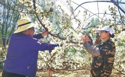 村民馬英明在技術員的指導下，修剪櫻桃樹枝。