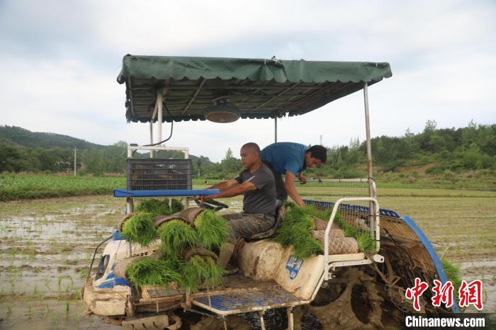 新田湘農種養專業合作社農機手在萬年村插秧。蔣軍君 攝
